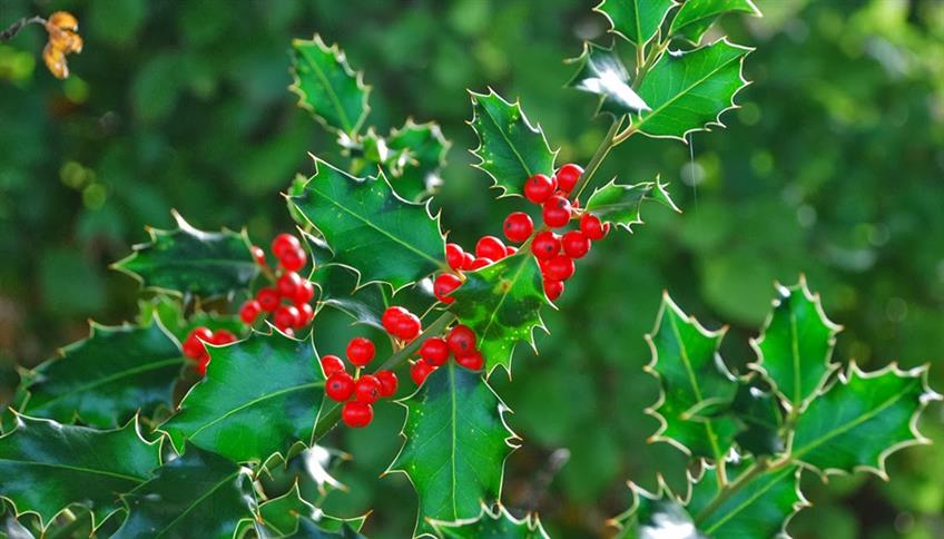 Affidati ad Holly dei Fiori di Bach